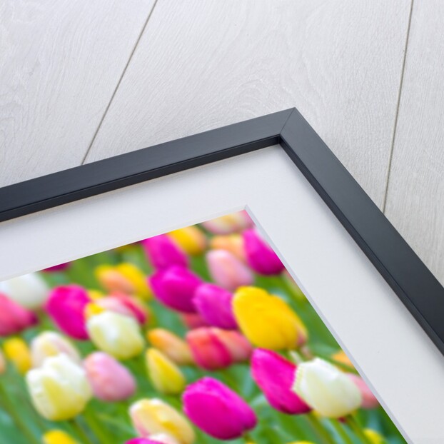 Tulips in garden by Assaf Frank